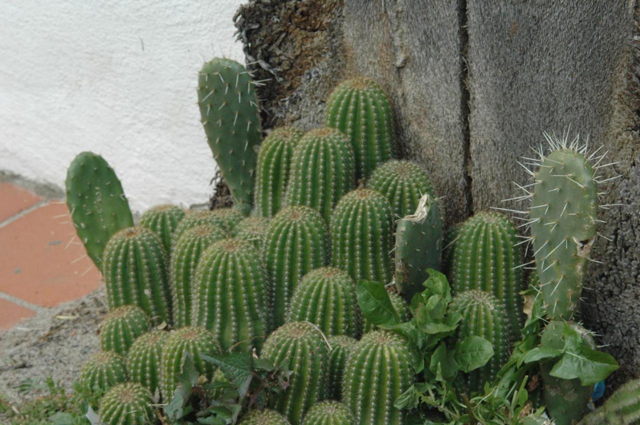 B&B La Terrazza La Caletta Zewnętrze zdjęcie